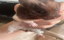 Hamster rodents for sale: Male hamster for sale  - Image 3
