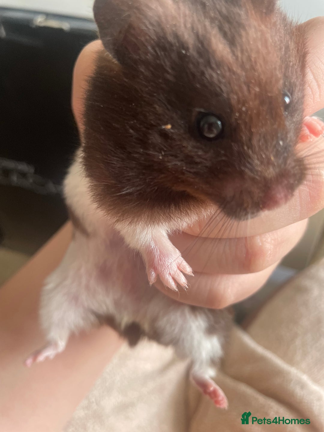 Hamster rodents for sale: Male hamster for sale  - Image 3