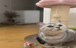 British Shorthair cats for sale: Pure British Shorthair DARK FAWN - Image 6