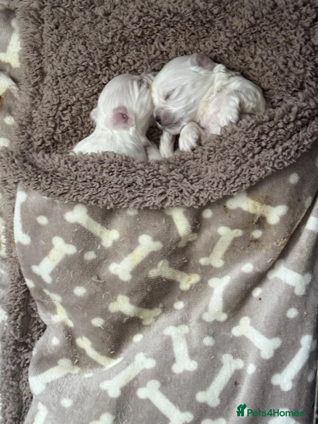 Maltese dogs for sale: Maltese puppies  in Denny - Advert 14