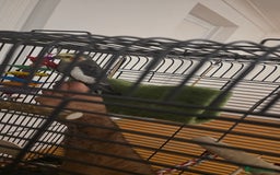 Cockatiels birds for sale: Cockatiel  - Image 4