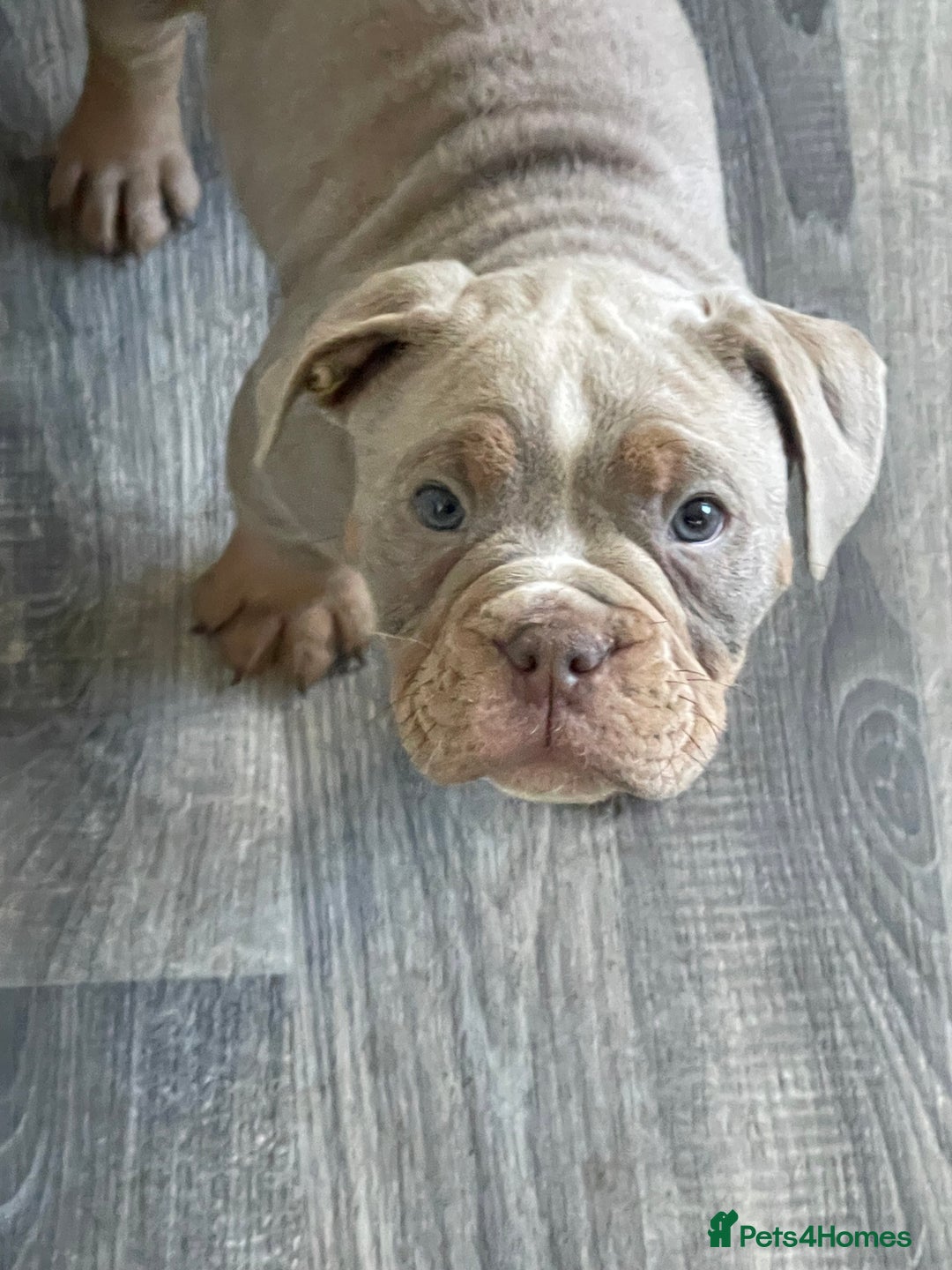 Olde English Bulldogge dogs for sale: Olde English Bulldogs - Advert 38