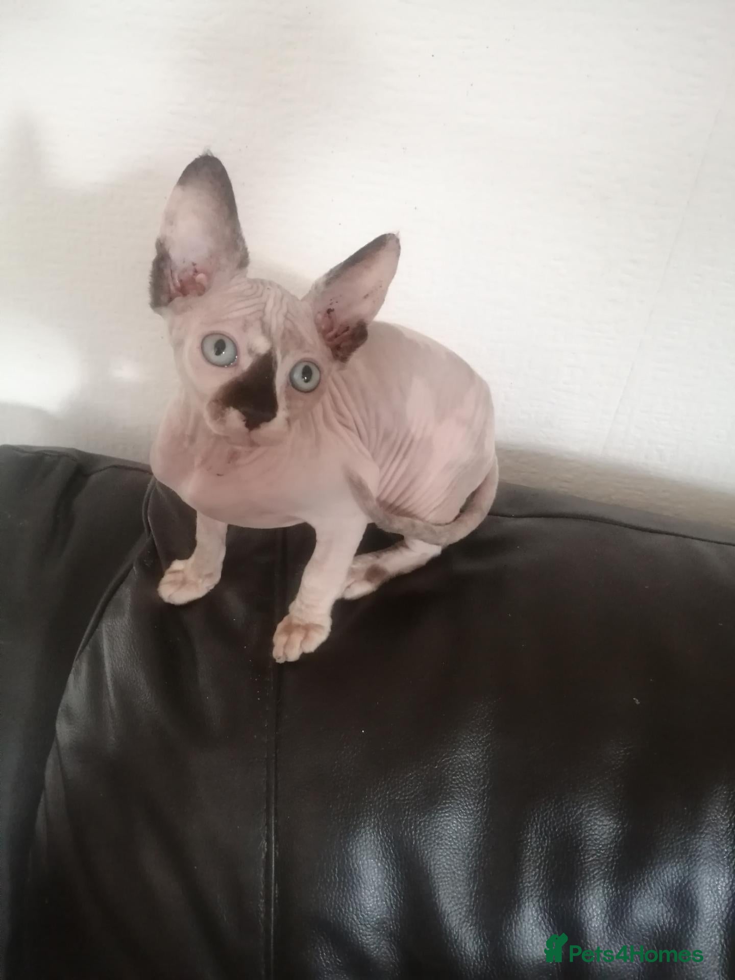 Sphynx cats Hurry up 1 last girl with sky blue eyes left  - Advert 2