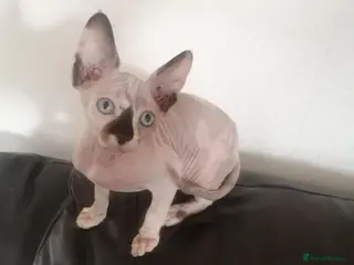 Sphynx cats Hurry up 1 last girl with sky blue eyes left - Advert 5
