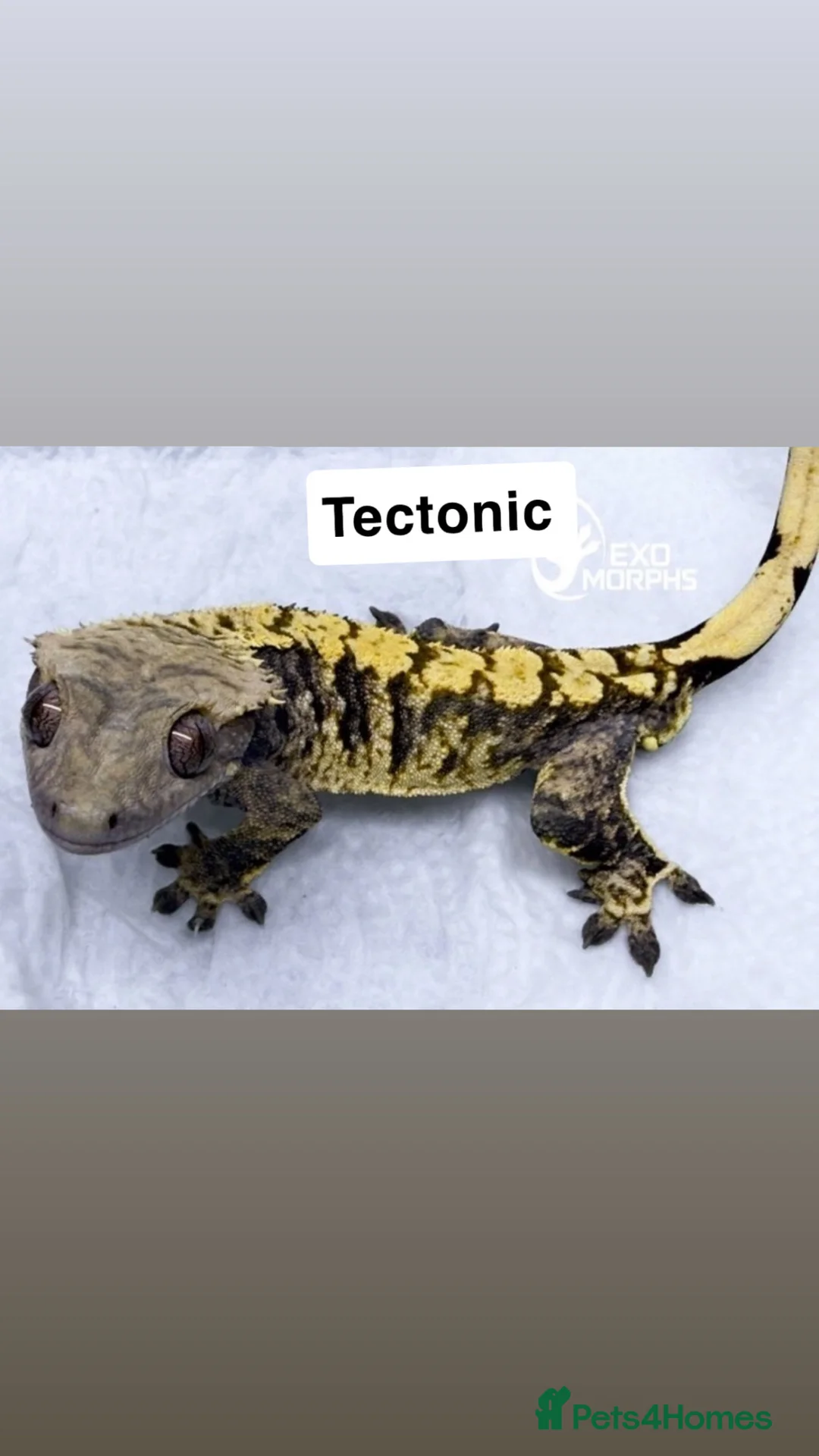 Gecko reptiles for sale: Multiple crested geckos for sale  - Advert 5