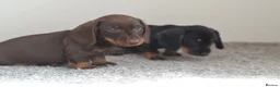Miniature Dachshund dogs for sale: KC registered Miniature Wire haired Dachshund Boy  - Advert 3