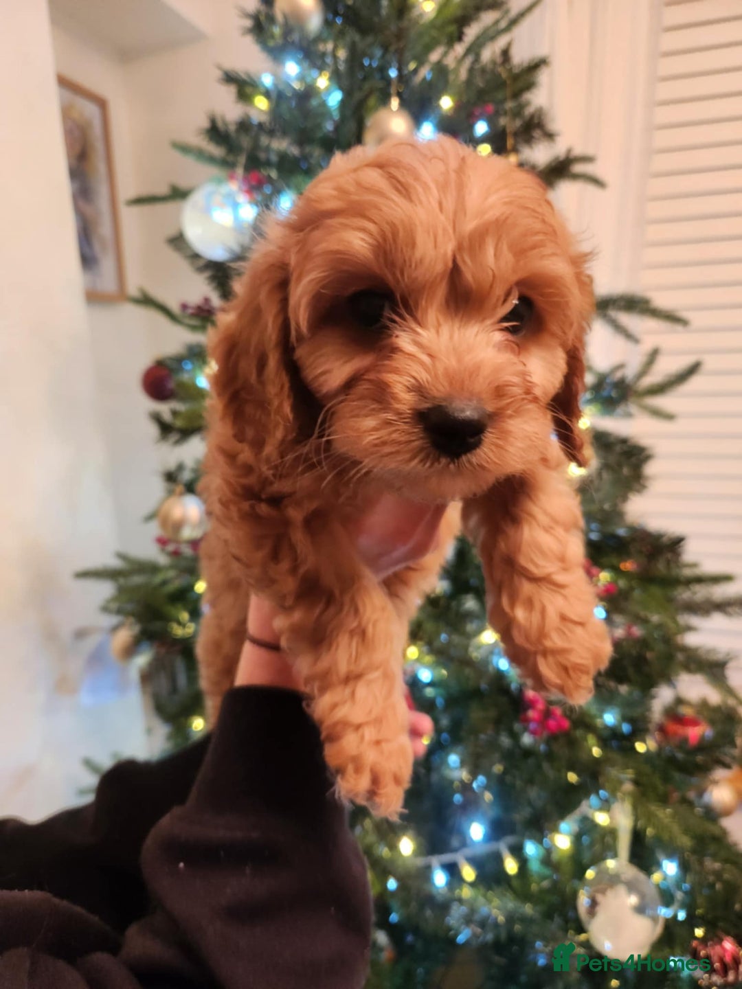 Cavapoo dogs for sale: Beautiful Cavapoo F1BB - Advert 7
