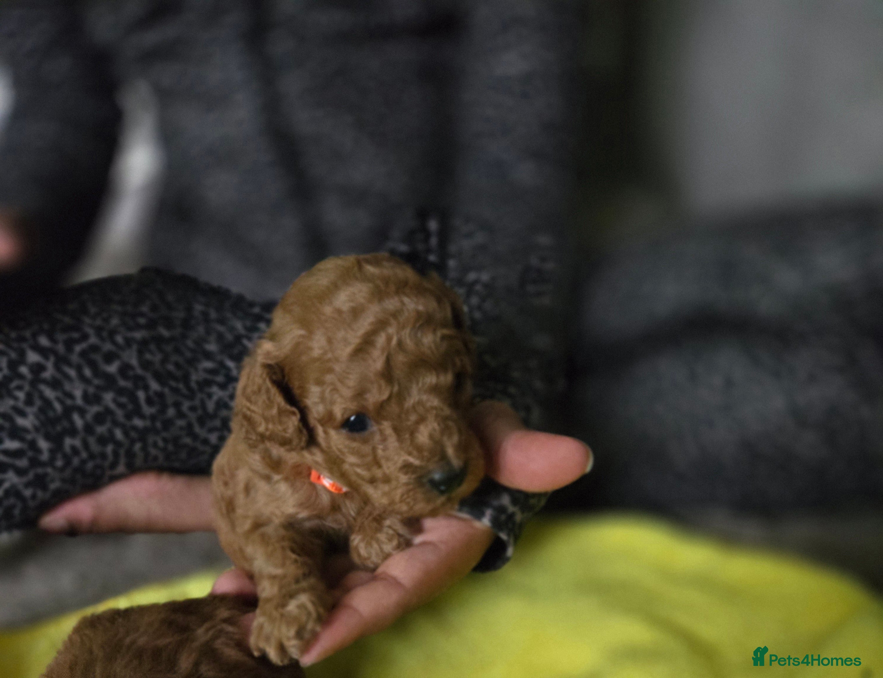 Toy Poodle dogs Toy poodles  - Advert 15