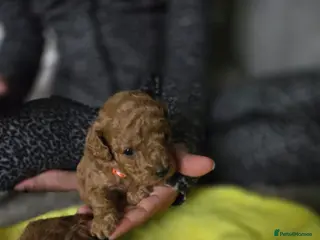 Toy Poodle dogs Toy poodles - Advert 4