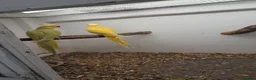 Ringnecks birds for sale: Breeding pairs of Indian ringnecks  - Advert 3