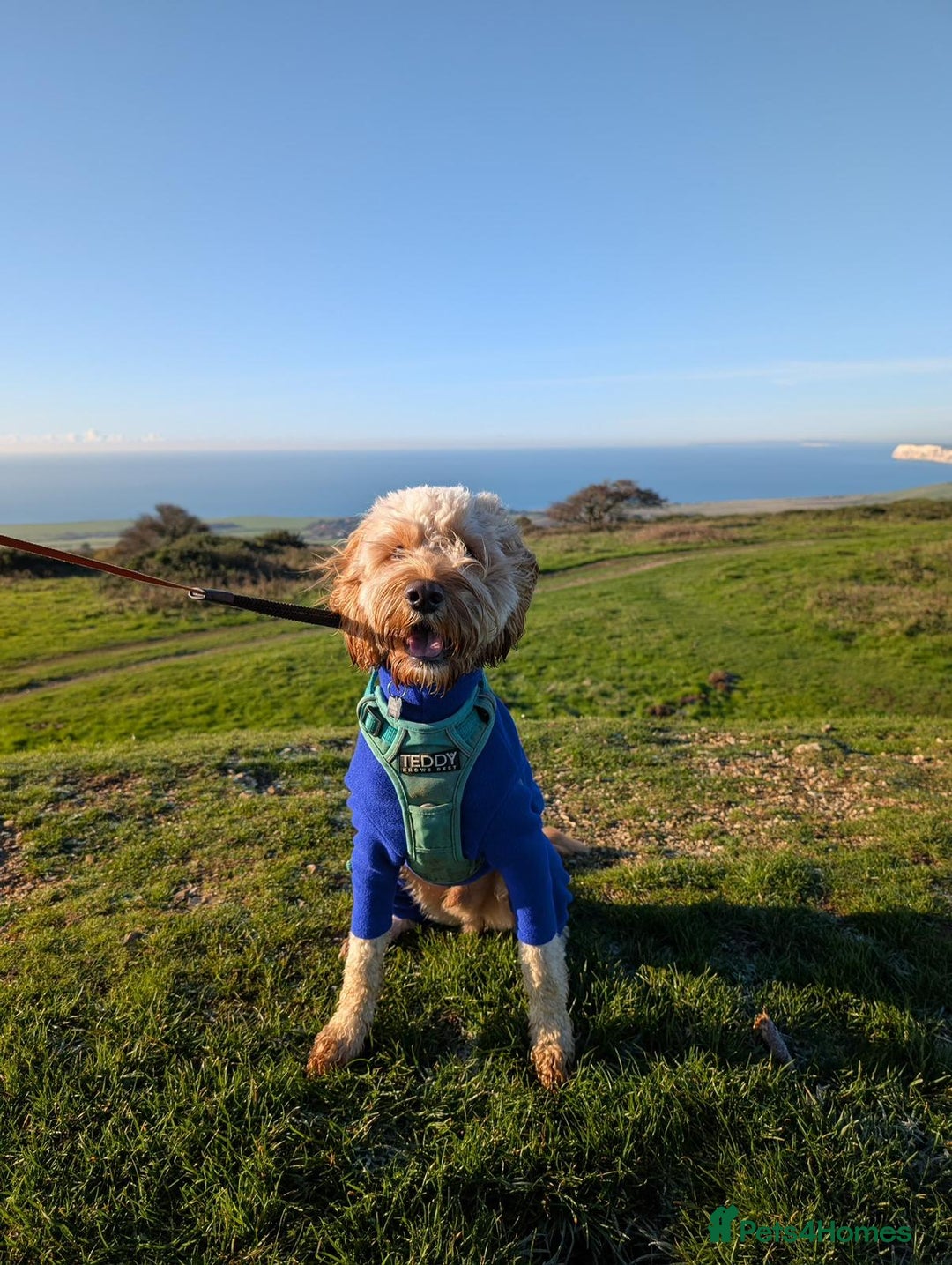 Cockapoo dogs for sale: Male cockapoo  - Advert 4