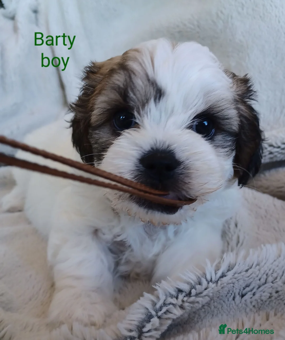 Zuchon dogs for sale: Zuchon puppies for sale 3 boys left and 1 girl.  in Ledbury - Advert 12