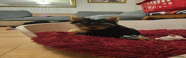 Yorkshire Terrier Hugo