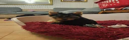 Yorkshire Terrier dogs for sale: DWKC Yorkshire Terrier Boys ,Show KC Winner Dad - Advert 27