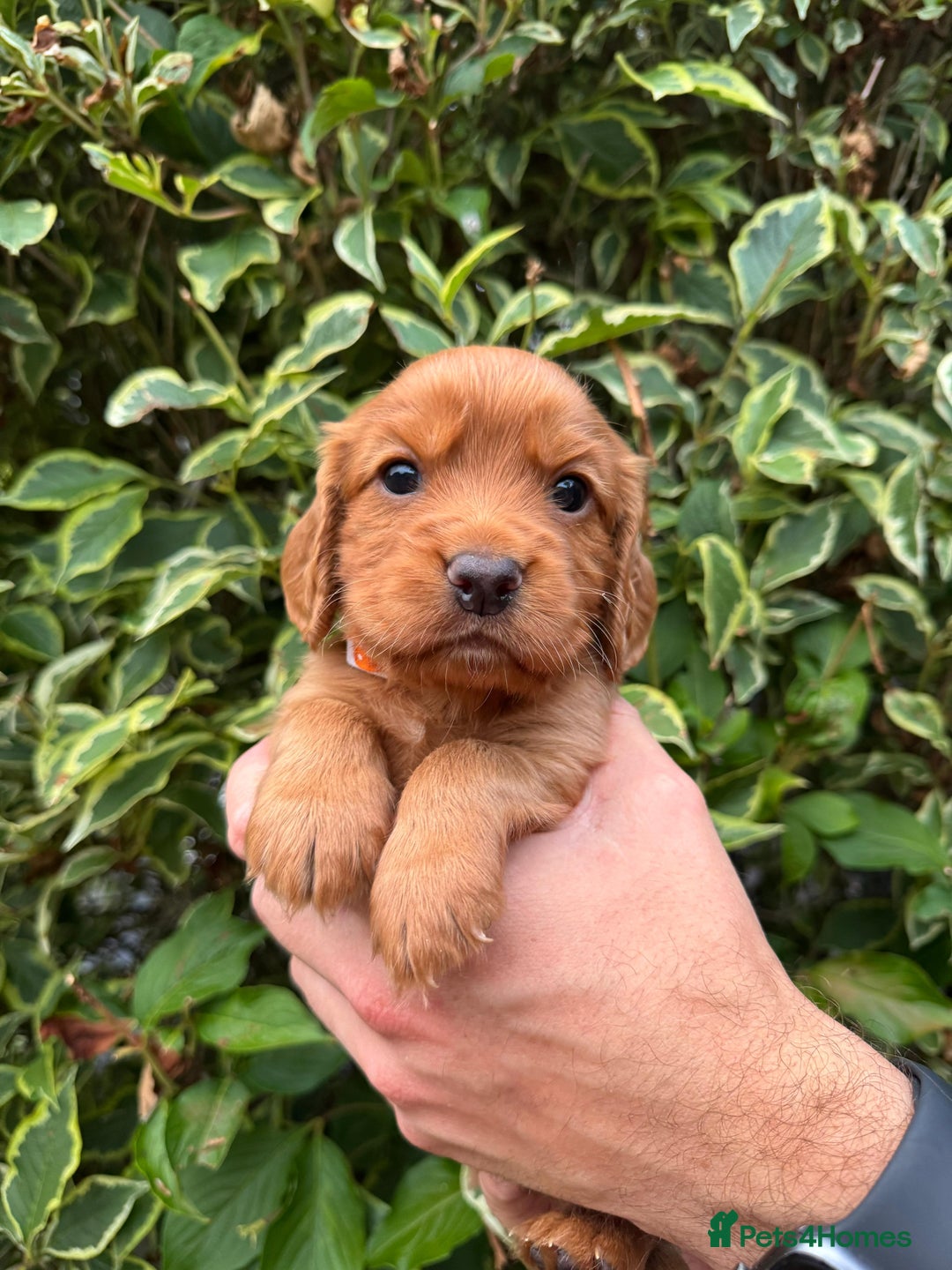 Cocker Spaniel dogs for sale: Health Tested Clear Cocker Spaniel Puppies  - Image 4