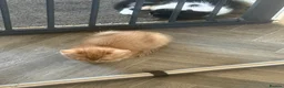 Domestic Shorthair cats for sale: 🐾 Adorable Kittens Ready for Loving Homes - Advert 8