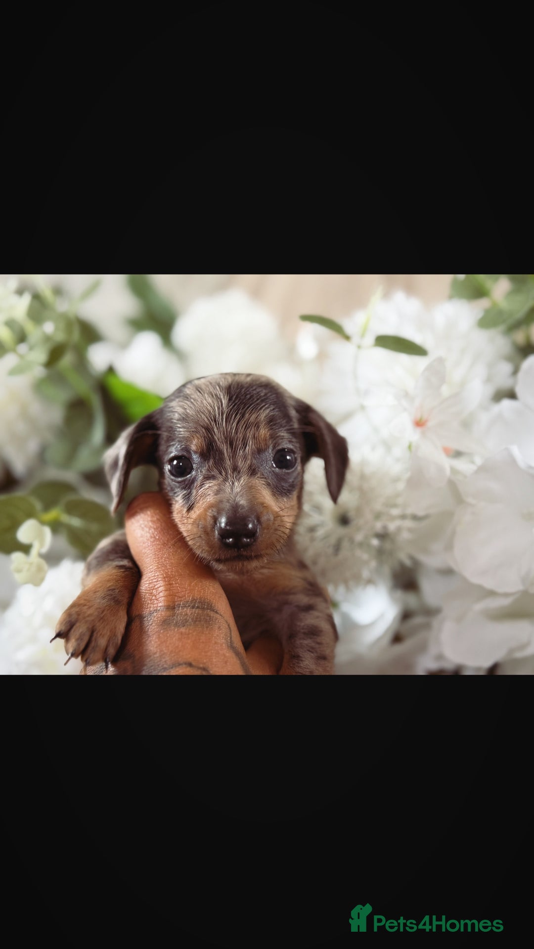 Miniature Dachshund dogs for sale: ⭐️Beautiful litter Of Rainbow Dachshund Puppies⭐️ - Image 11