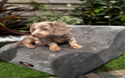 Miniature Dachshund dogs for sale: 💗 READY TO LEAVE - K.C MINIATURE DACHSHUND 💗 - Image 23