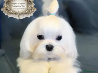 Maltese dogs 👑Exquisite KC Korean Maltese Stud DNA Clear👑 - Advert 12