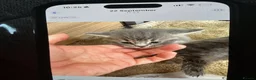 Scottish Fold cats for sale: Scottish fold in Banff - Advert 1
