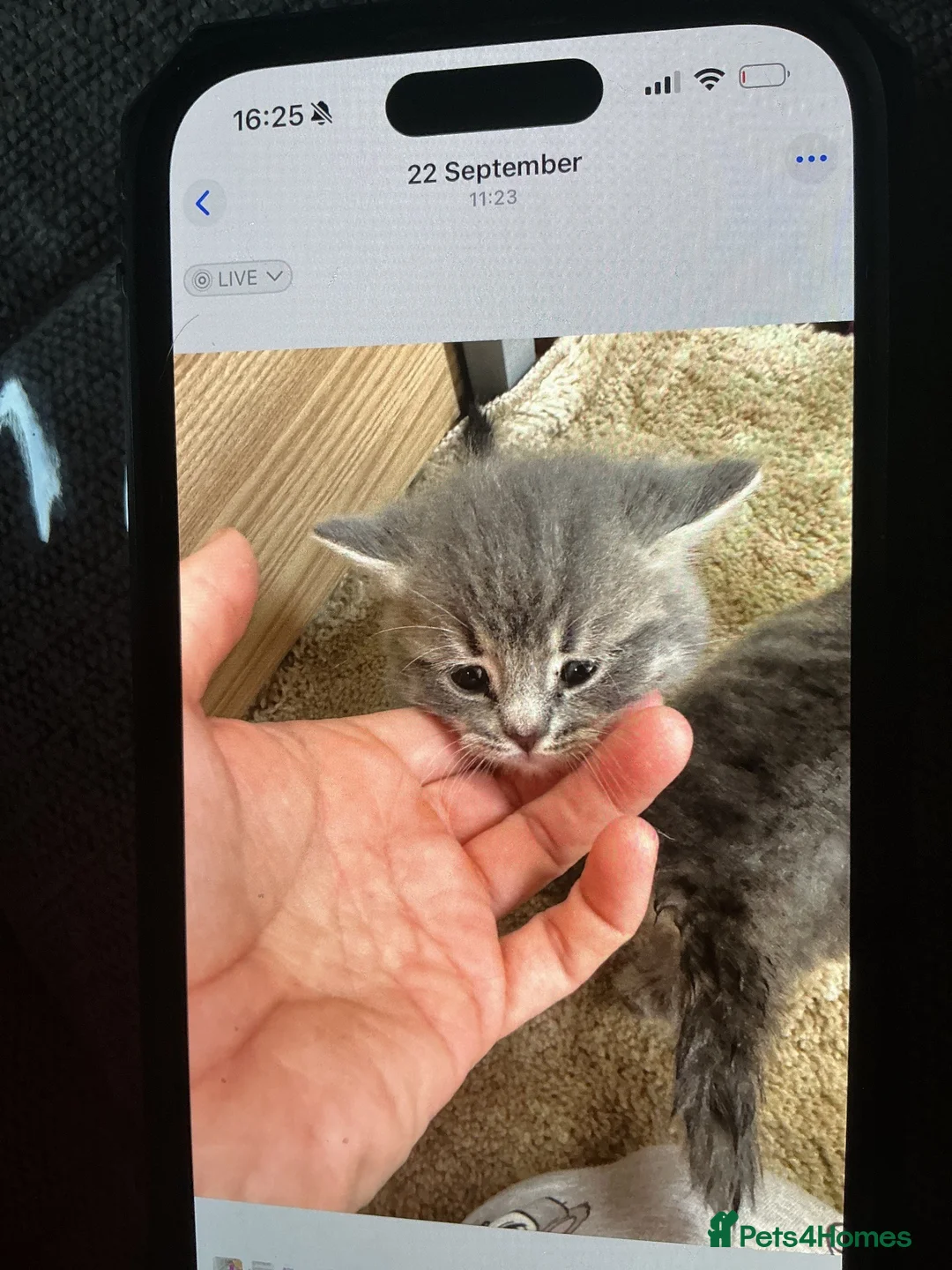 Scottish Fold cats for sale: Scottish fold in Banff - Advert 1
