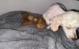 Maltipoo dogs for sale: Maltipoo  - Image 14