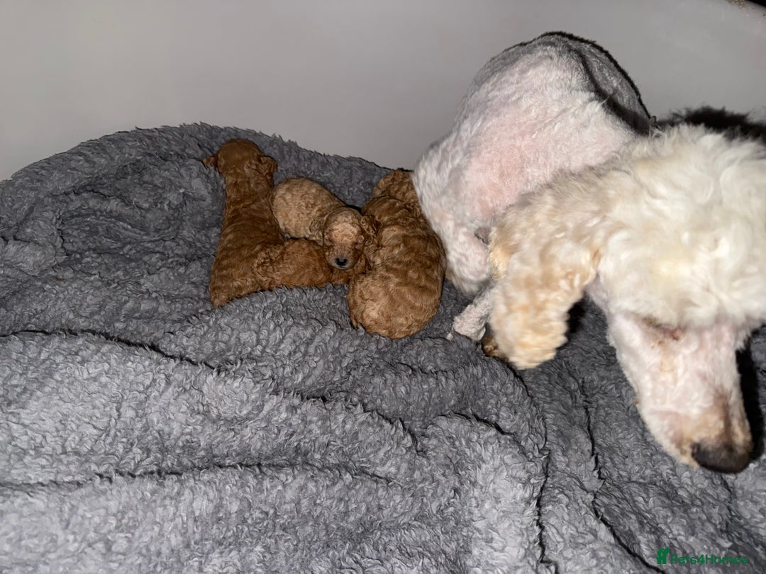 Maltipoo dogs for sale: Maltipoo  - Image 14