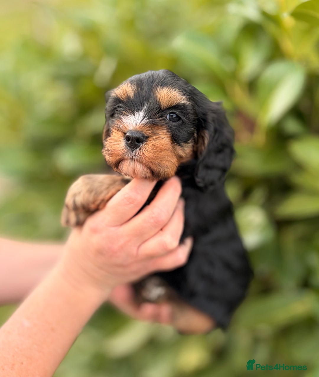 Cavapoo dogs for sale: cavapoo puppy's  - Advert 4