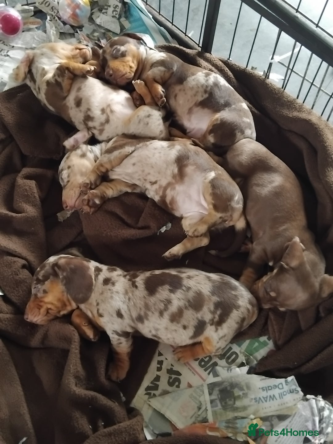 Miniature Dachshund dogs for sale: Miniature dashchund  - Image 11