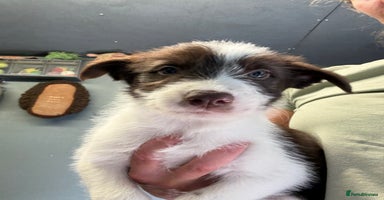 Mixed Breed dogs in Andover - Advert 2