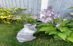 Dwarf Lop rabbits for sale: Female lop ear bunny  - Image 3