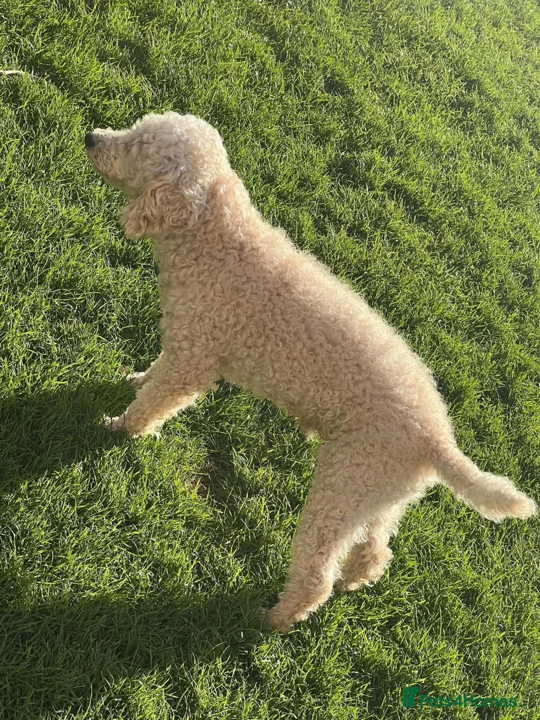 Miniature Poodle dogs for sale: Miniature poodle in Pershore - Advert 2