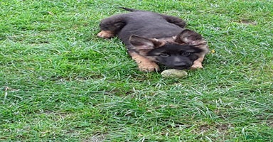 German Shepherd dogs - Advert 3