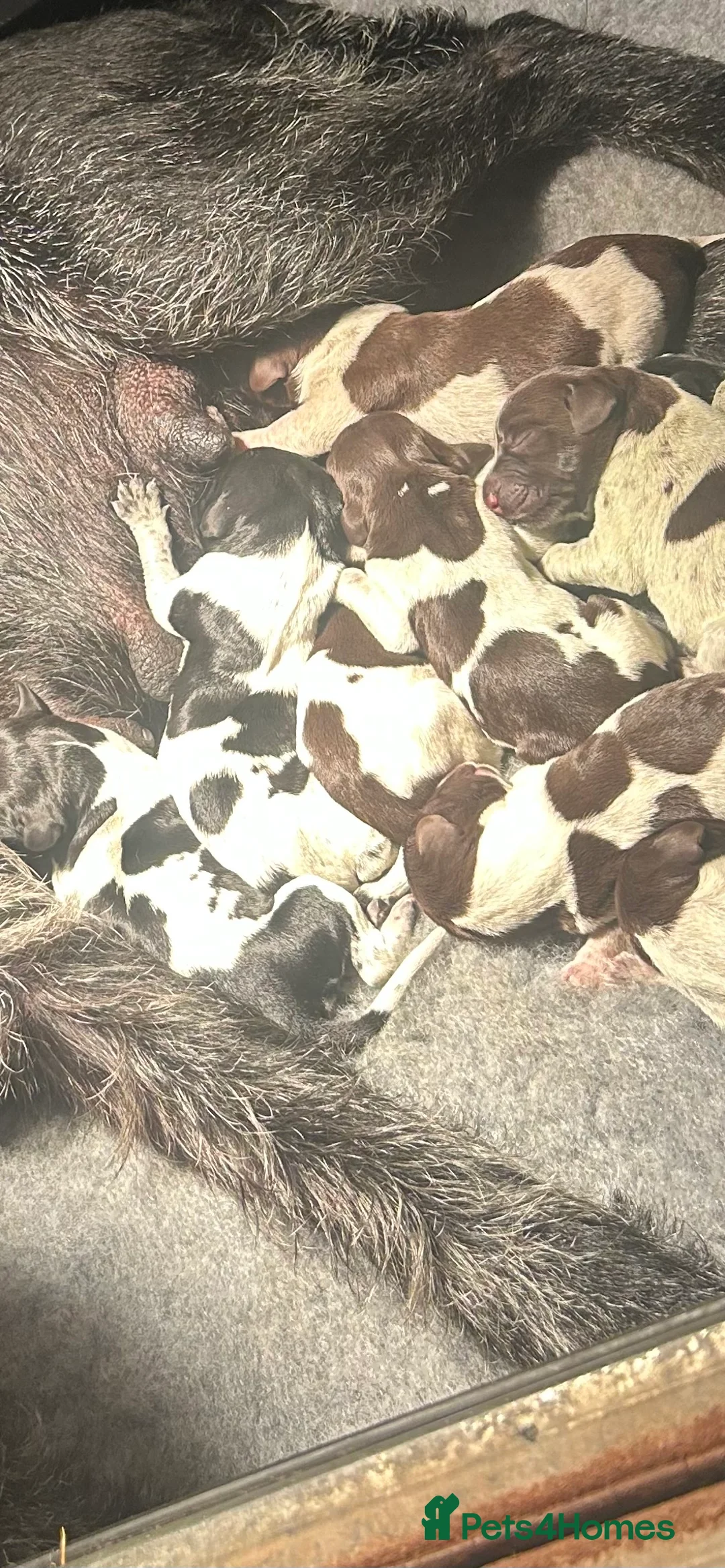 German Wirehaired Pointer dogs for sale: German wired haired pointer pups for sale  in Saint Austell - Advert 2