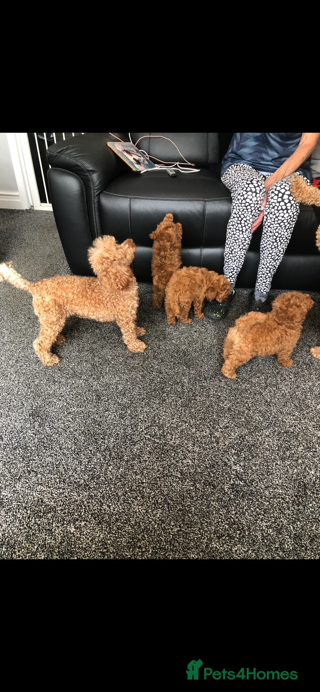 Toy Poodle dogs for sale: Stunning DEEP RED Toy Poodles  in Bradford - Advert 4