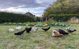 Chickens poultry for sale: Gorgeous Lavender Bantam Cockerel - Image 2