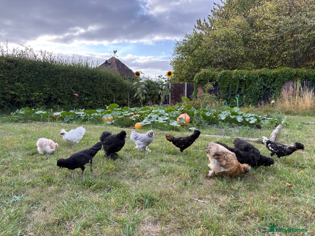 Chickens poultry for sale: Gorgeous Lavender Bantam Cockerel - Image 2