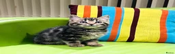 Mixed Breed cats for sale: Kittens for sale ,mixed breed, wonderful behaviour - Advert 20