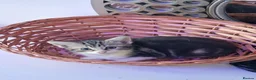 Mixed Breed cats for sale: Beautiful kitten  - Advert 7