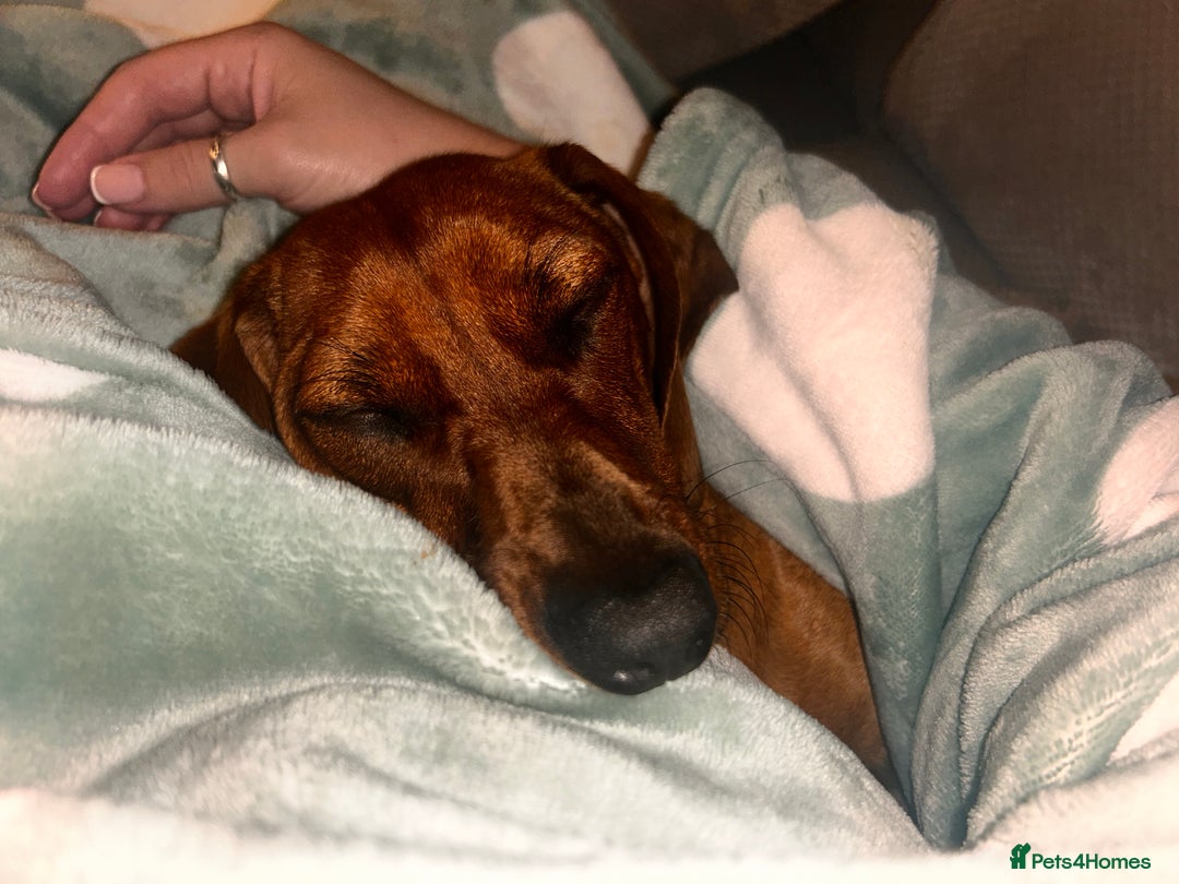 Miniature Dachshund dogs for sale: Red Dashchund  - Advert 4