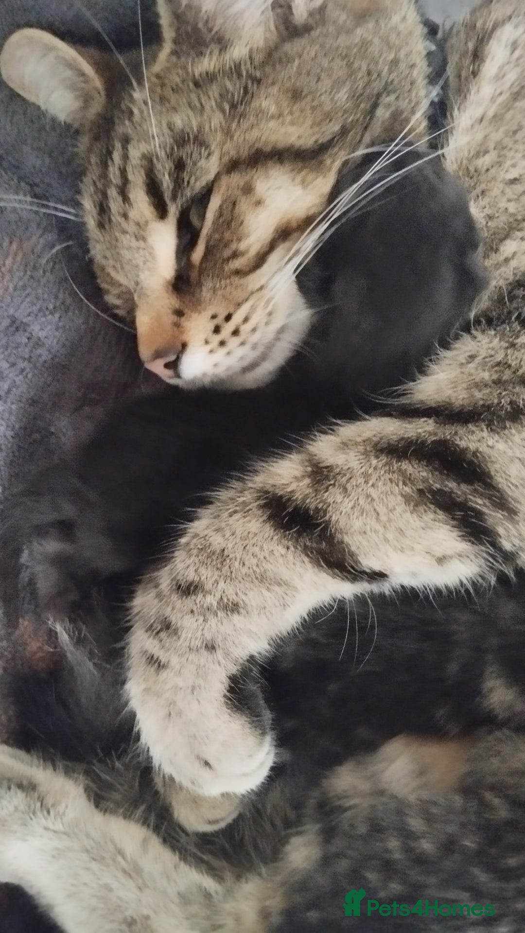 Mixed Breed cats for sale: 2 boy kittens  - Image 10