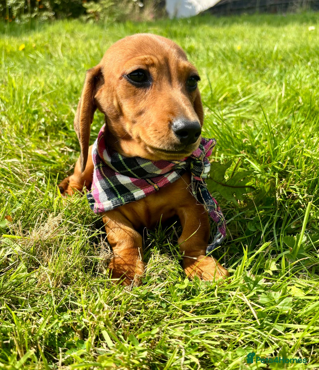 Miniature Dachshund dogs for sale: BEAUTIFUL KC REG & PRA CLEAR MINIS - 0% inbreeding - Image 27