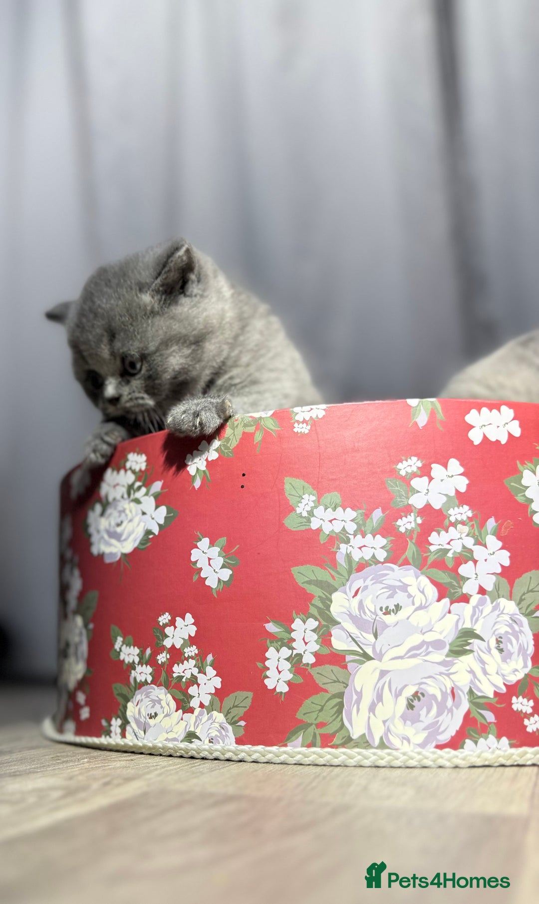 British Shorthair cats for sale: Beautiful British Shorthair Blue Kittens Available - Advert 9