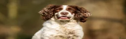 Sprocker dogs for sale: Two Sprocker Spaniel Dog Puppies For Sale in Newmarket - Advert 10
