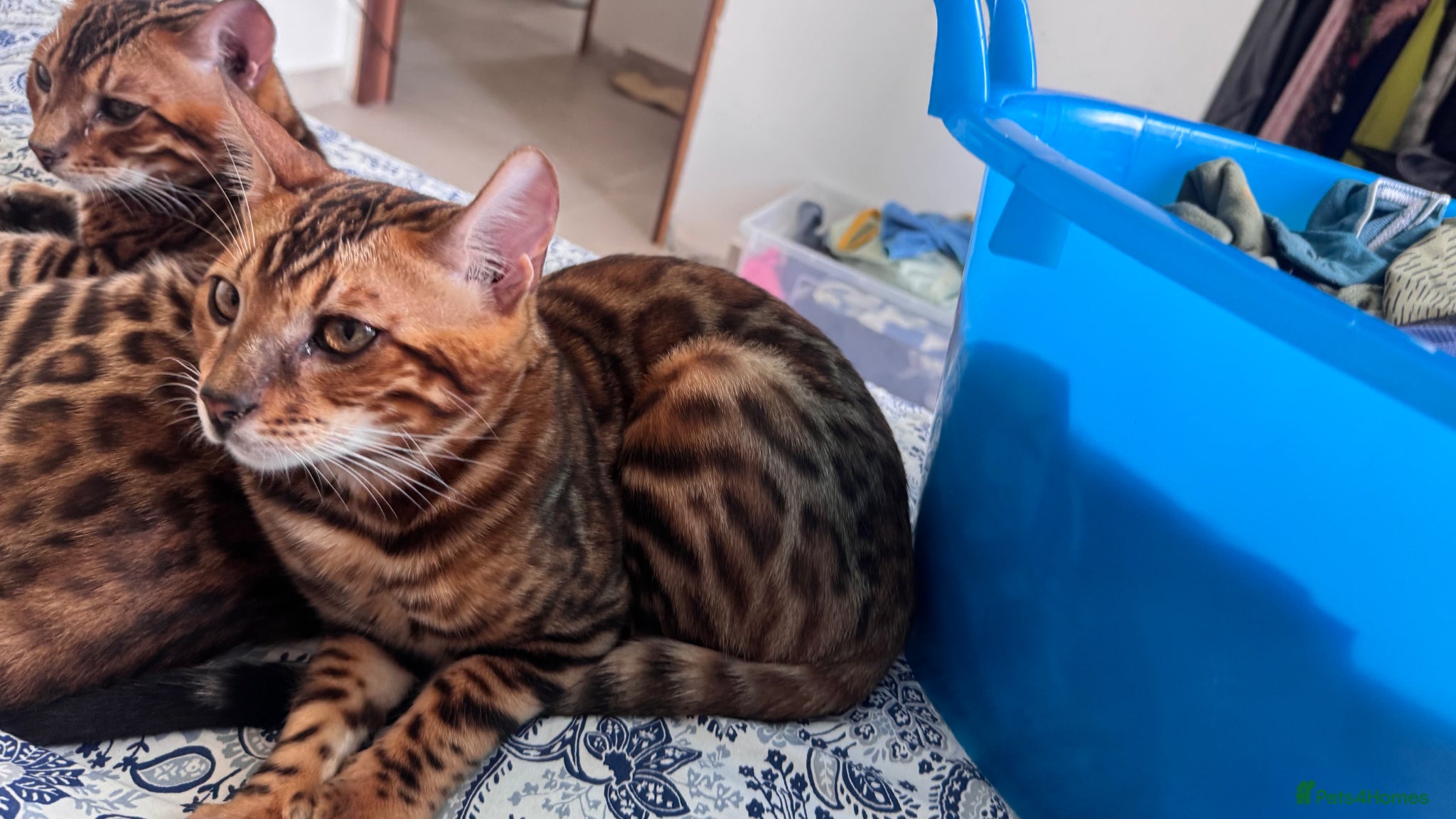 Bengal cats for sale: TICA Bengal cats adorable educated with kid NO UK  in London - Advert 39