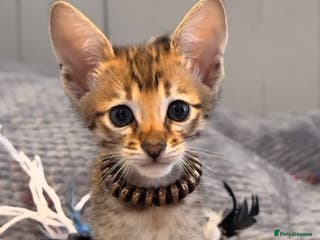 Savannah cats Excellent Quality Tica Registered Purebred kittens - Advert 2