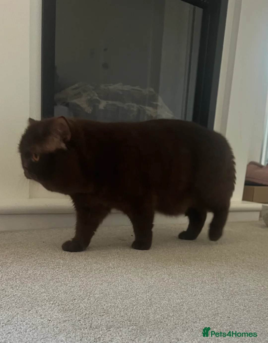 British Shorthair cats for sale: Active chocolate British short hair male - Advert 6