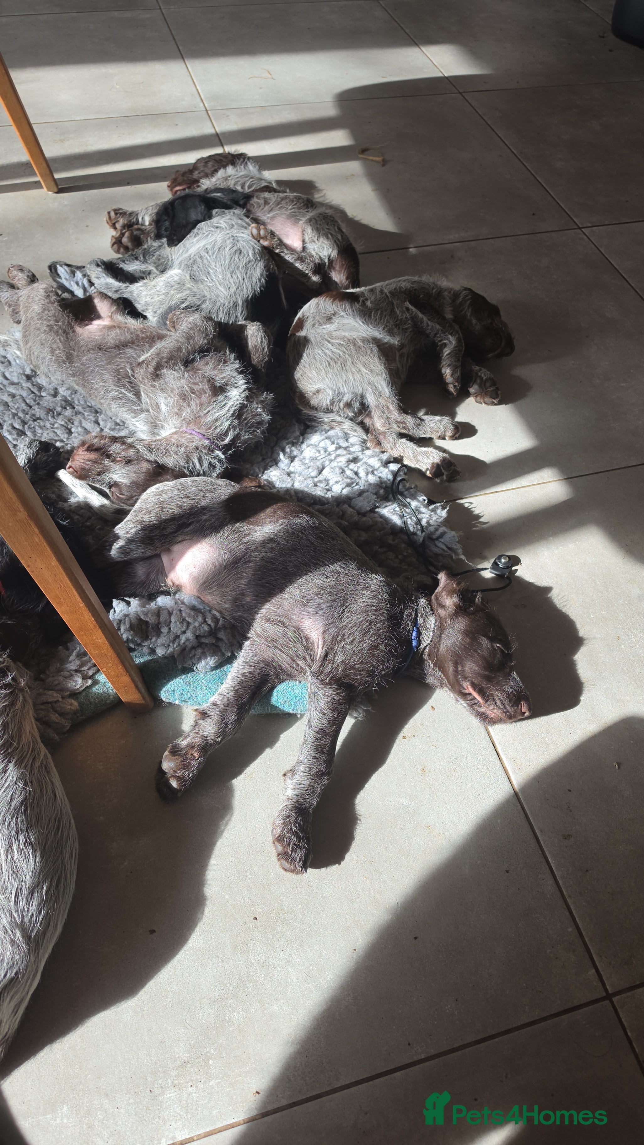 German Wirehaired Pointer dogs West German, Wire Haired Pointers - Advert 2
