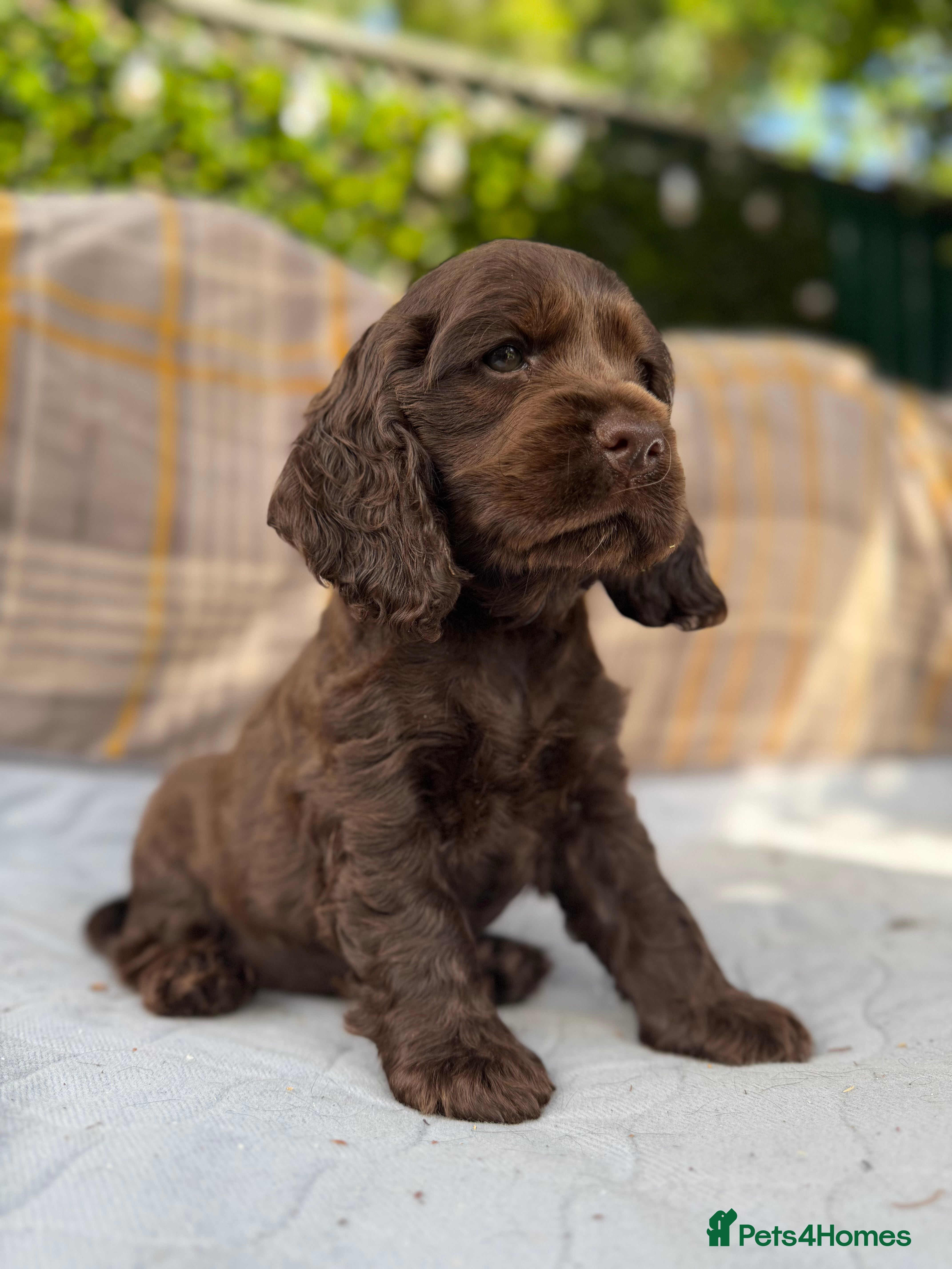 Cocker Spaniel dogs READY SOON🐾 EASTDRAY X SIMBAWOOD🐾 3 GIRLS 3 BOYS - Advert 2