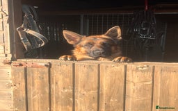 German Shepherd dogs for stud: Incredible KC REG, True family GSD - Image 5